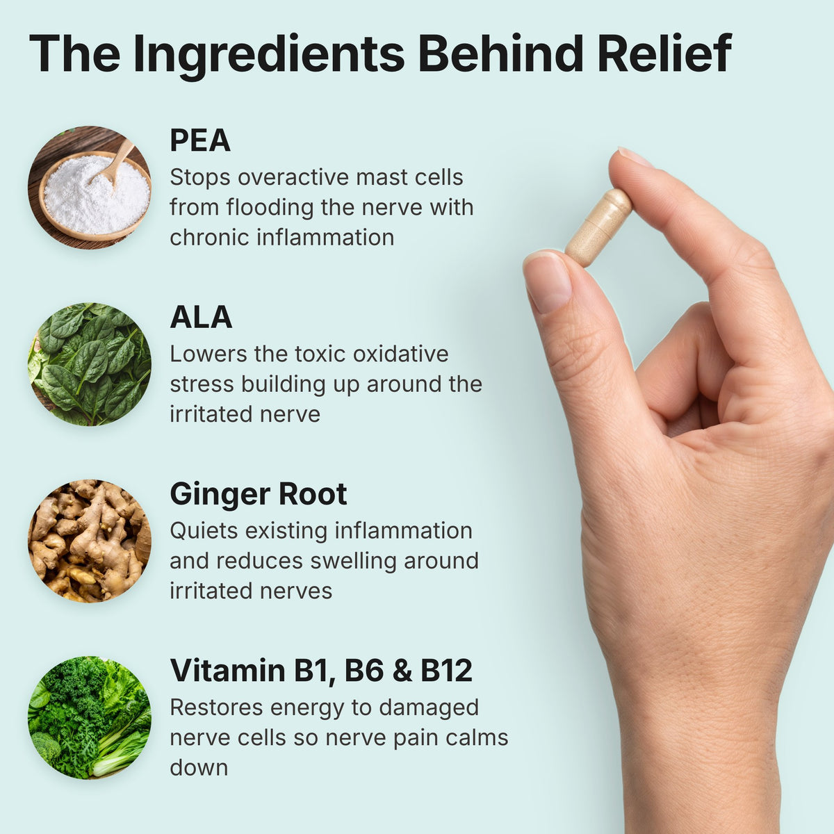 The ingredients behind relief: PEA, ALA, ginger root and vitamins B1, B6 and B12